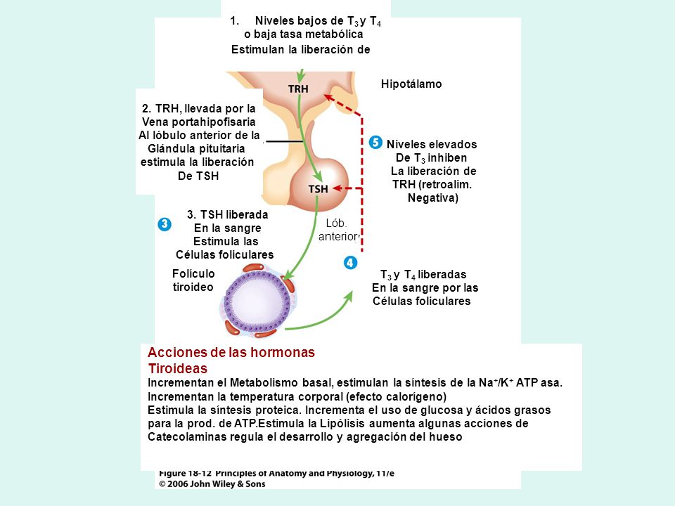 Cetosis bovina acidos grasos no esterificados hepatocito dos rutas Cetosis bovina acidos grasos no esterificados hepatocito dos rutas